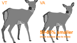 Bermann’s Rule (1847) – members of species are larger in colder parts of their range attributed to surface to volume ratio.
